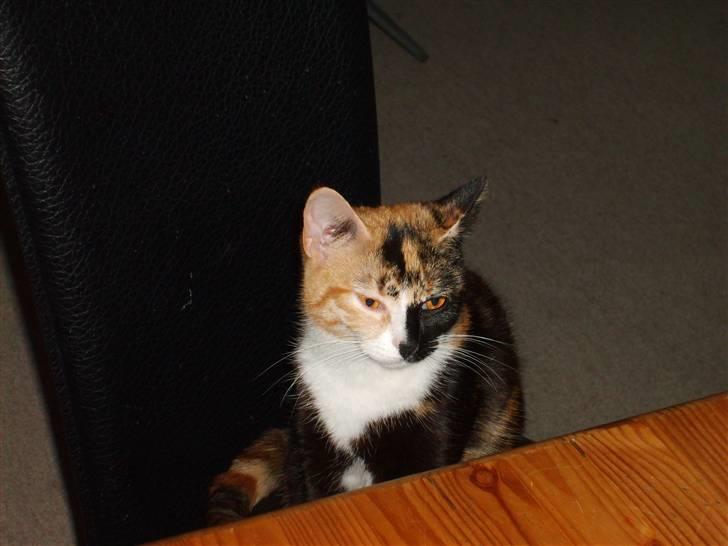 Huskat Muchi billede 8