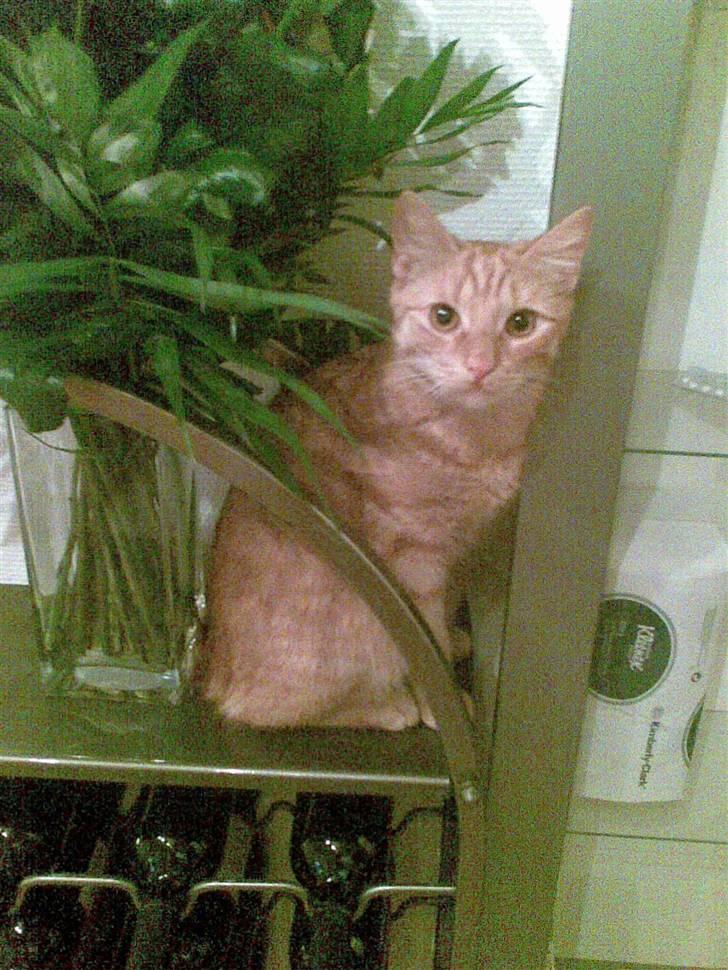 Huskat Frida billede 14