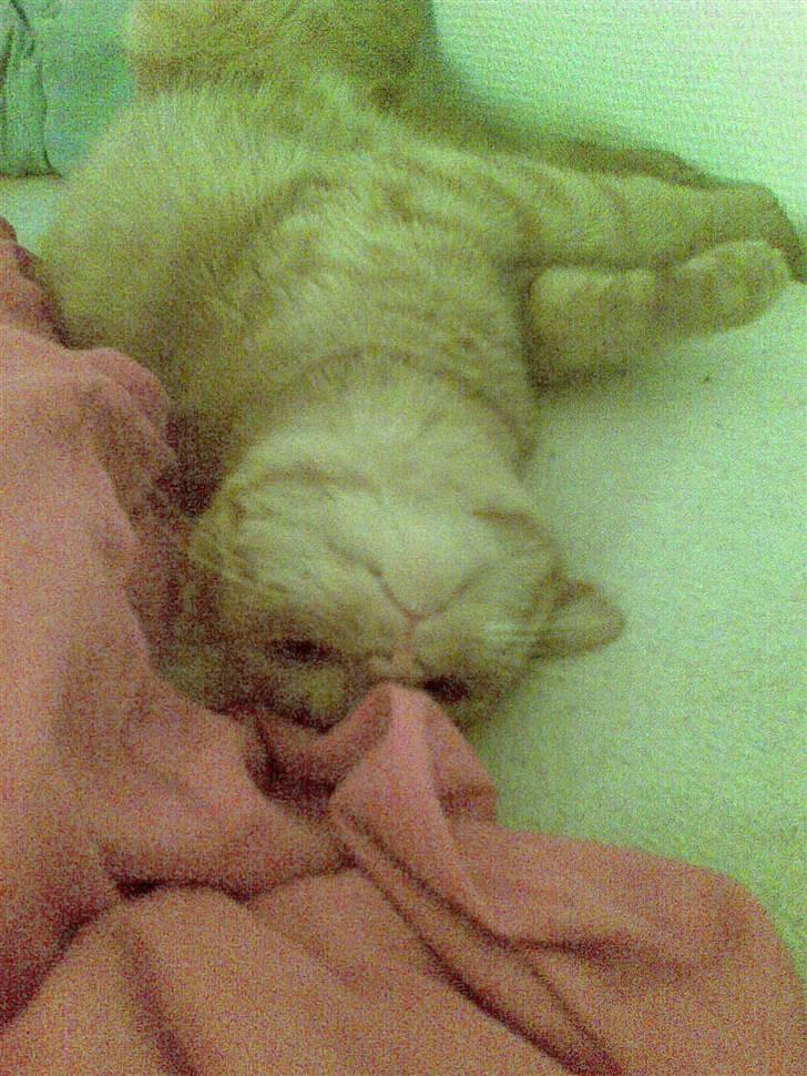 Huskat Frida billede 15