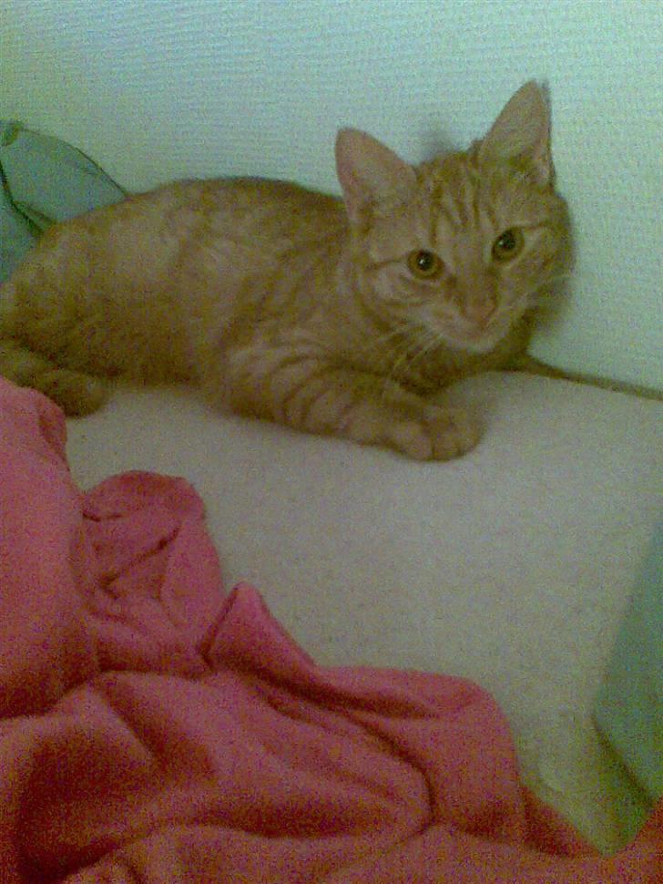 Huskat Frida billede 16