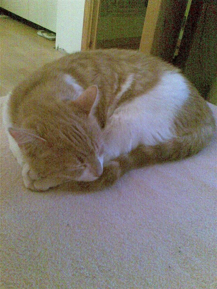 Huskat Friga billede 12