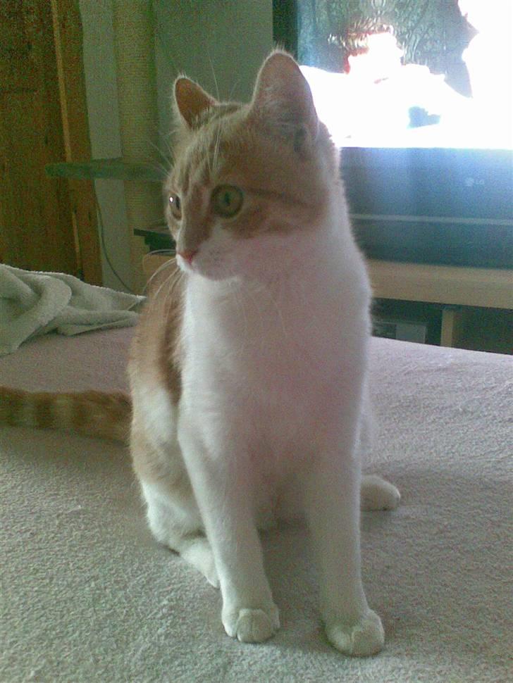 Huskat Friga billede 13