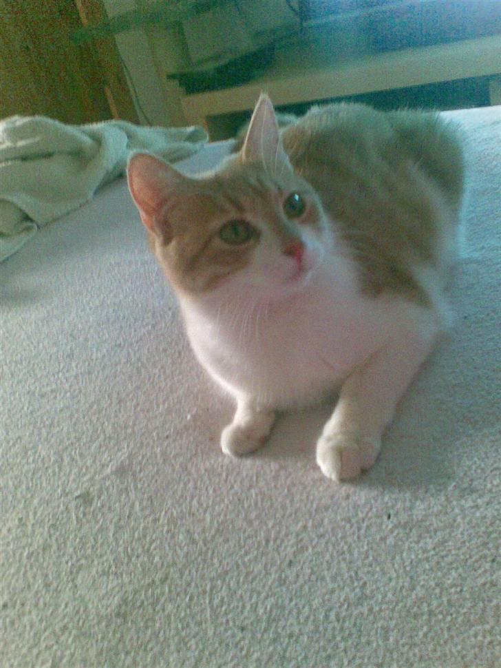 Huskat Friga billede 14