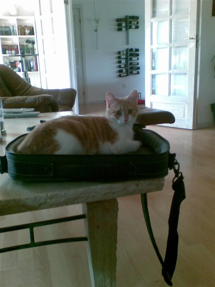 Huskat Friga billede 15