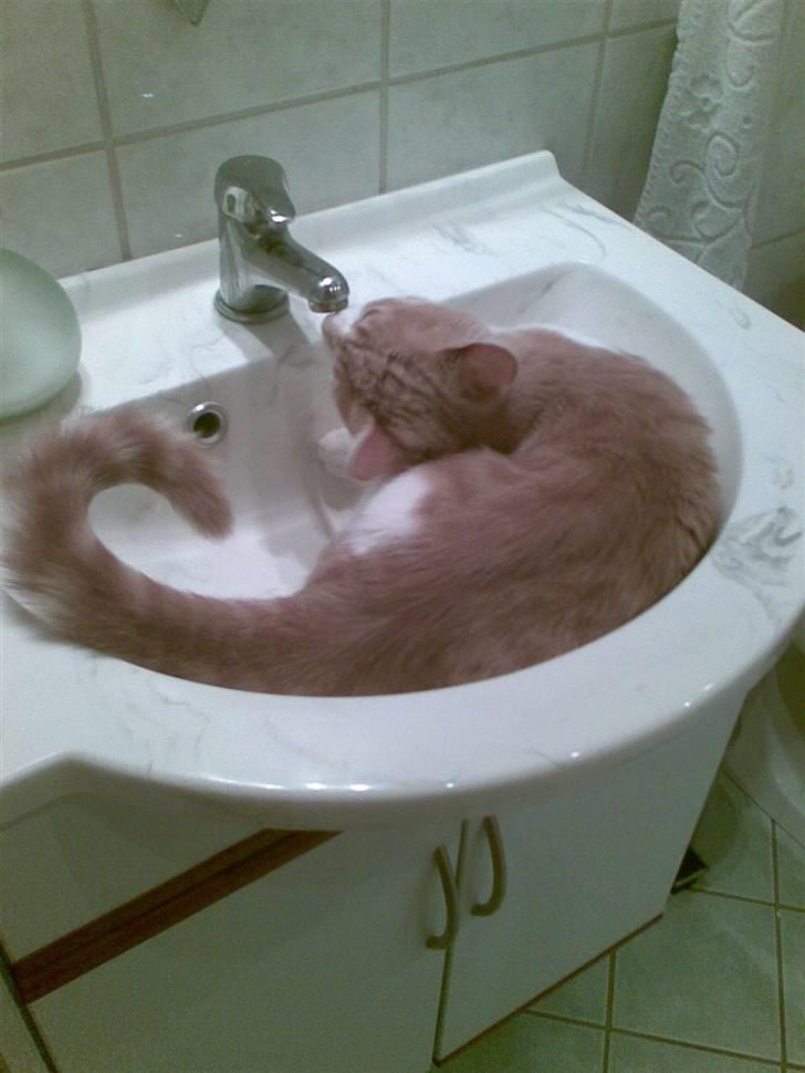 Huskat Friga billede 16