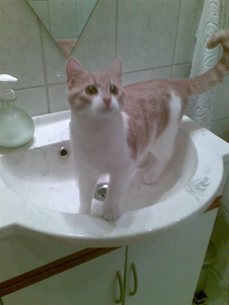 Huskat Friga billede 17