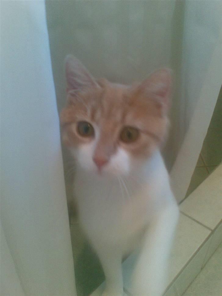 Huskat Friga billede 18