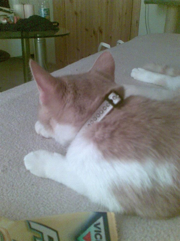 Huskat Friga billede 19