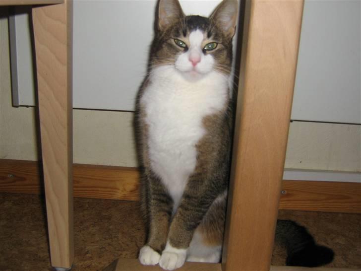 Blanding af racer Lillemis billede 2