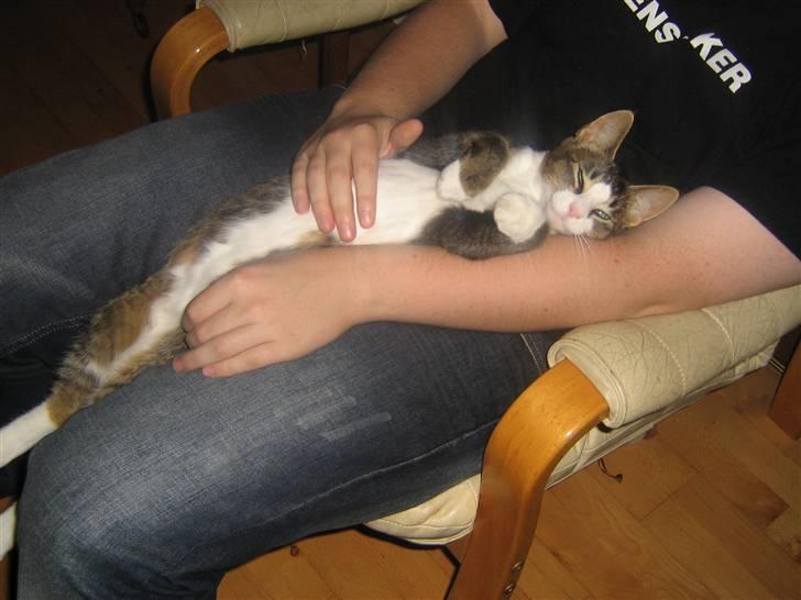 Blanding af racer Lillemis billede 4