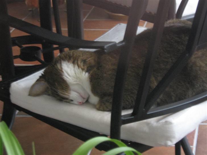 Blanding af racer Lillemis billede 5