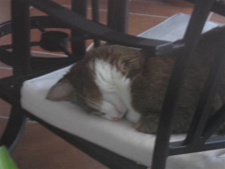 Blanding af racer Lillemis billede 6