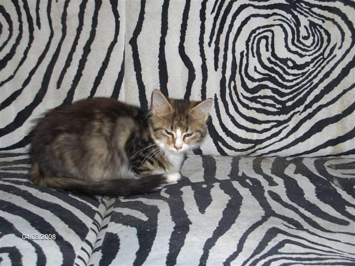 Maine Coon Freja billede 6