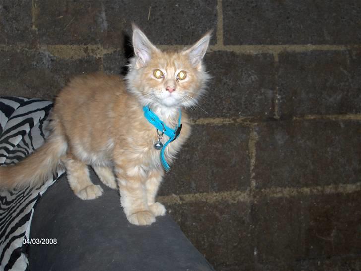 Maine Coon Garfield billede 9