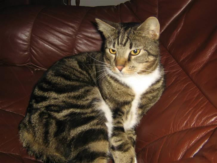 Huskat Jesper billede 1