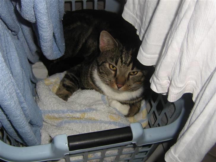 Huskat Jesper billede 2