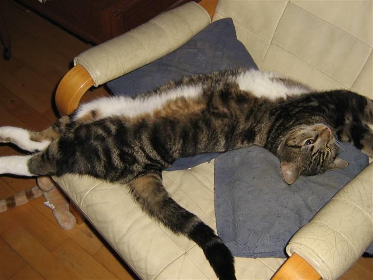 Huskat Jesper billede 3