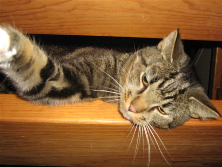 Huskat Jesper billede 4