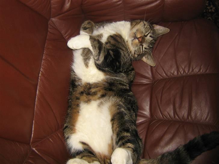 Huskat Jesper billede 5