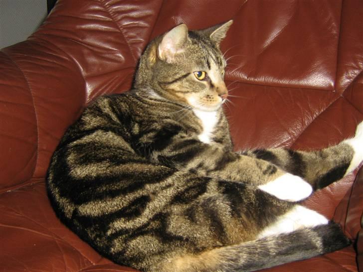 Huskat Jesper billede 6