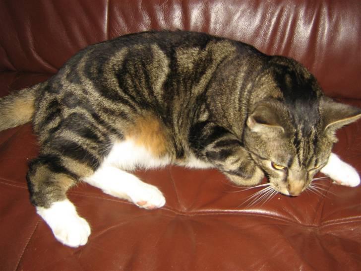 Huskat Jesper billede 7