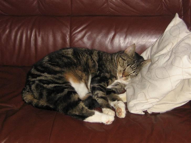 Huskat Jesper billede 8