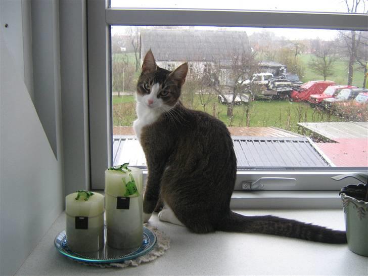 Blanding af racer Lillemis billede 7