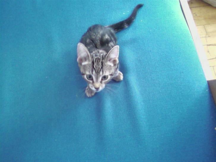 Huskat Kiva - Kiva som ganske lille billede 1