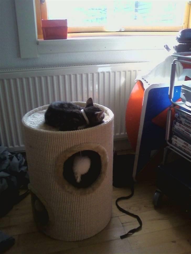 Huskat Kiva - igen, som ganske lille.. tager lige en morfar :D  billede 2