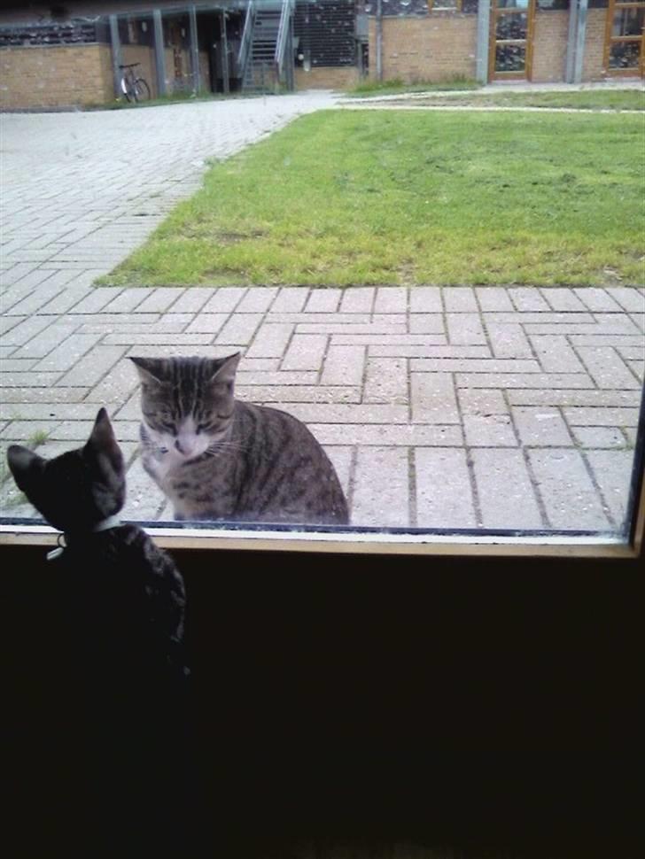 Huskat Kiva - Kiva, den lille, der meget gerne vil ud og lege med hans far, Adolf billede 3