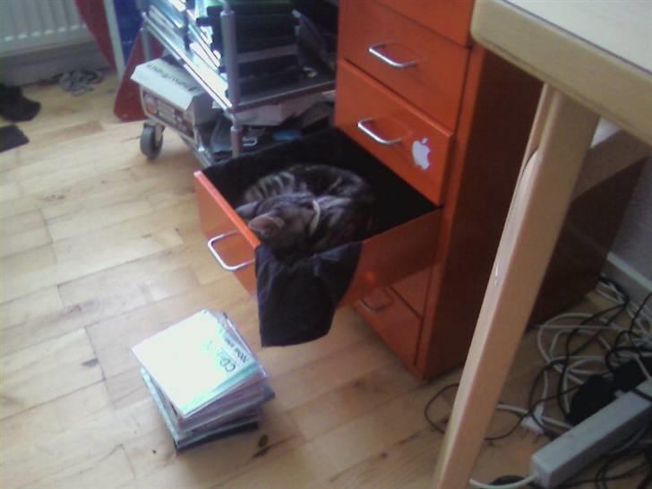 Huskat Kiva - Skuffe-katten kiva billede 4