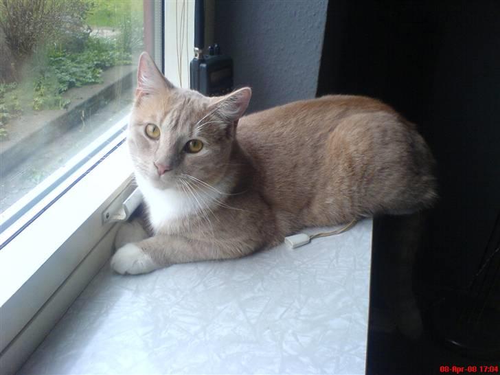 Blanding af racer Pjump - sådan ser jeg ud nu den 8/4-08 billede 19