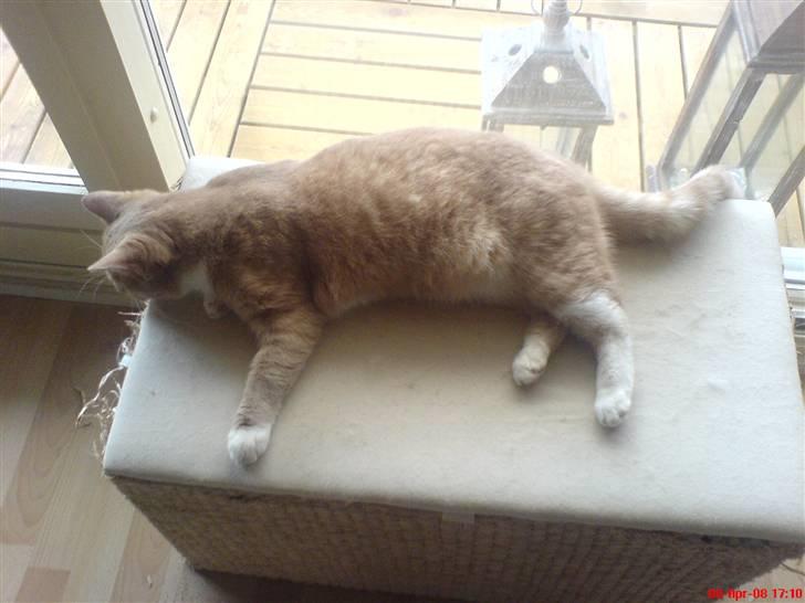 Blanding af racer Pjump - sådan ser jeg ud nu den 8/4-08 billede 20