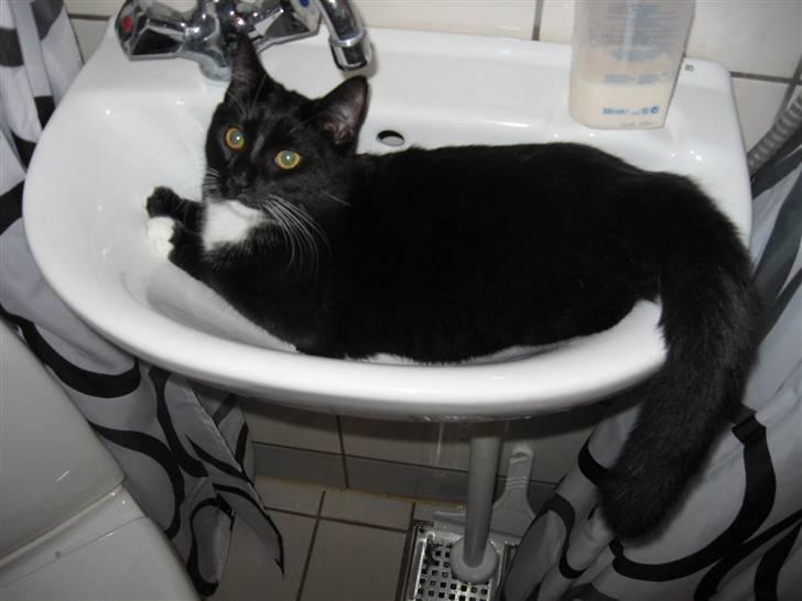 Huskat Goa (død) billede 9