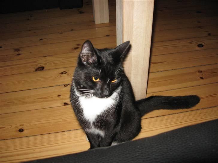 Huskat Goa (død) billede 10