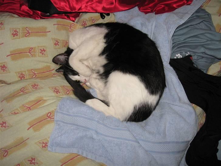 Huskat Gigi d'Agostino (død) billede 12