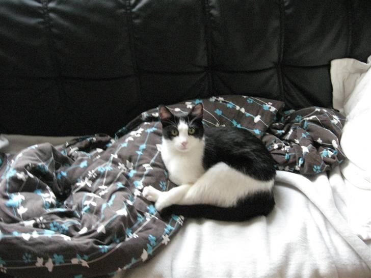 Huskat Gigi d'Agostino (død) billede 13