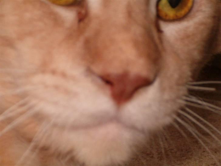 Maine Coon Max billede 8