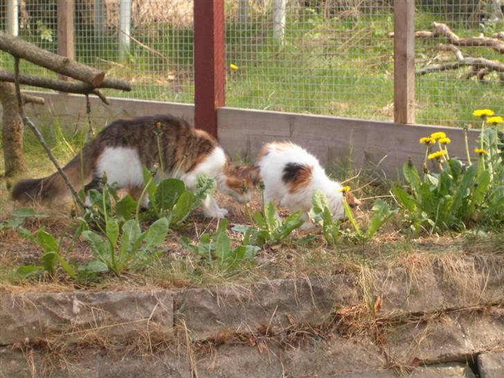 Maine Coon hope´s perle - leget med billedet billede 10