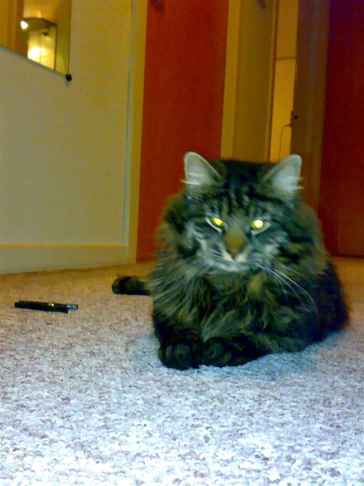 Blanding af racer norsk skovkat Mis billede 6