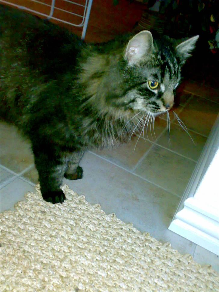 Blanding af racer norsk skovkat Mis - Har lige øje på en fugl billede 7