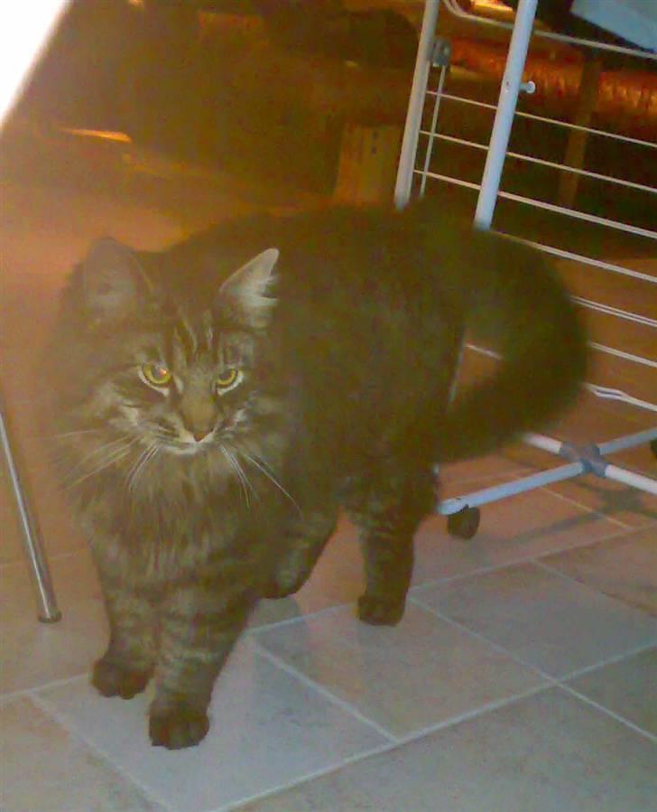 Blanding af racer norsk skovkat Mis billede 8