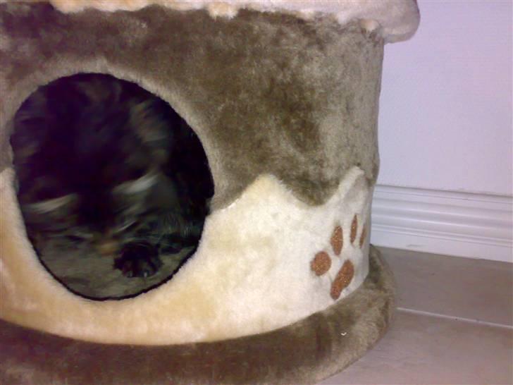 Blanding af racer norsk skovkat Mis billede 9