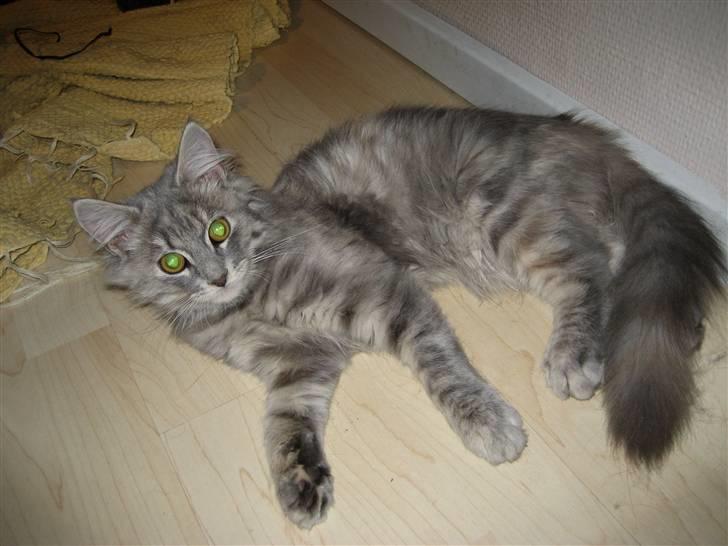 Blanding af racer Fiona Fuckhead billede 1