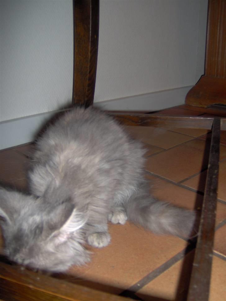 Blanding af racer Fiona Fuckhead billede 2