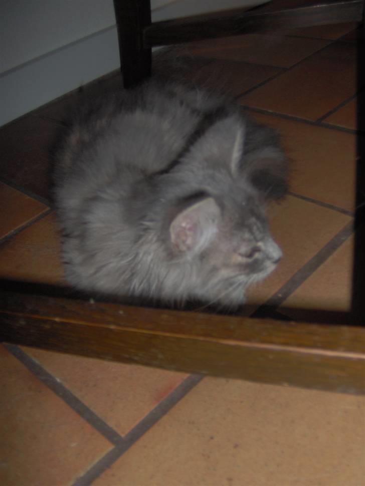 Blanding af racer Fiona Fuckhead billede 3