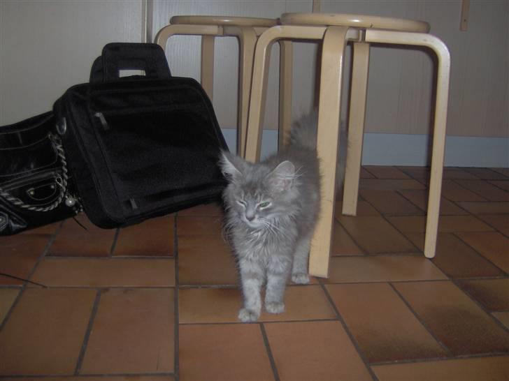 Blanding af racer Fiona Fuckhead billede 4