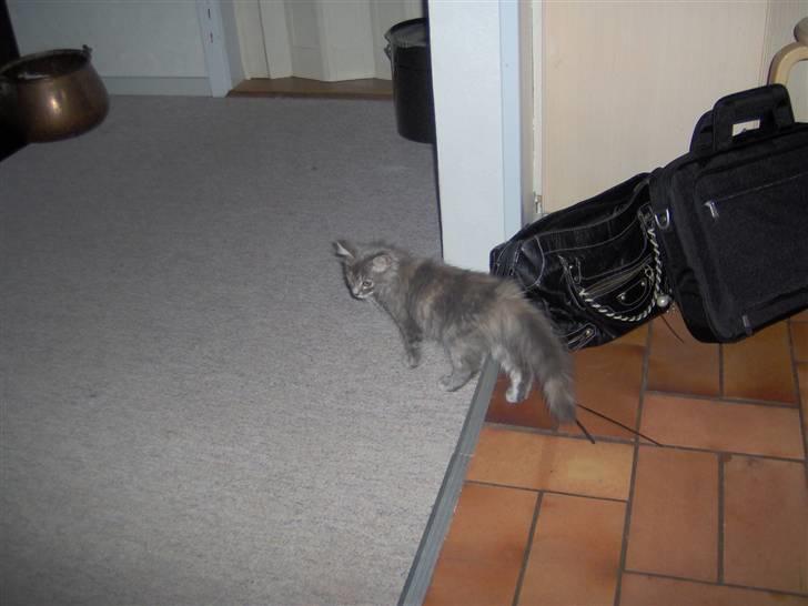 Blanding af racer Fiona Fuckhead billede 5