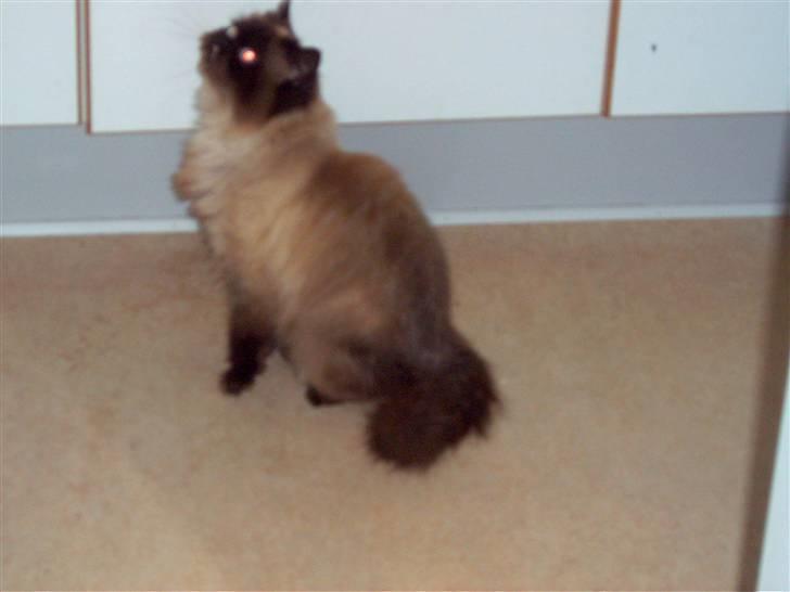 Perser Cornelius billede 3