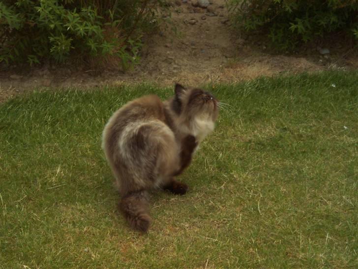 Perser Cornelius billede 4